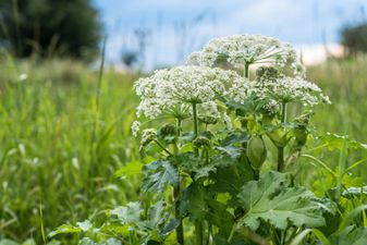Parents need to watch out for common plant with harmful sap that ‘can cause serious burns’