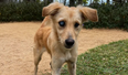 Family save ‘adorable’ blind stray puppy and fly him from Mauritius to UK