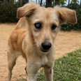 Family save ‘adorable’ blind stray puppy and fly him from Mauritius to UK