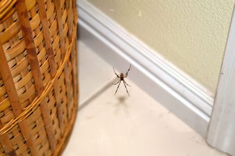 Mum reveals genius hack that will keep spiders out of your house