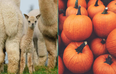 Down Syndrome Centre and K2Alpacas join forces for Halloween fundraiser