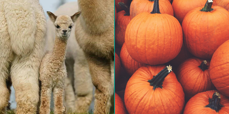 Down Syndrome Centre and K2Alpacas join forces for Halloween fundraiser