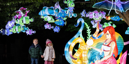 Dublin Zoo announces new opening times ahead of Wild Lights