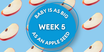 Your baby at 5 weeks: Week-by-week guide to pregnancy