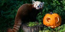 Get ready for Spooktacular celebrations at Dublin Zoo on Halloween weekend