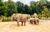 Kids in costume will go free at Dublin Zoo this Halloween weekend