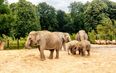 Kids in costume will go free at Dublin Zoo this Halloween weekend