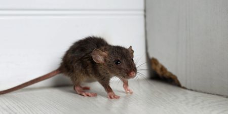 Woman shares €12 solution to find out where mice are in your house