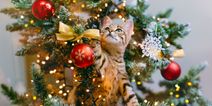 Woman shares genius tip for keeping your cat from climbing up your Christmas tree