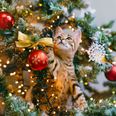 Woman shares genius tip for keeping your cat from climbing up your Christmas tree