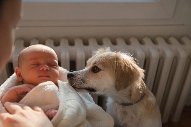 dog and baby