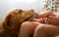 How to prepare your dog for welcoming a new baby
