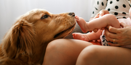 How to prepare your dog for welcoming a new baby