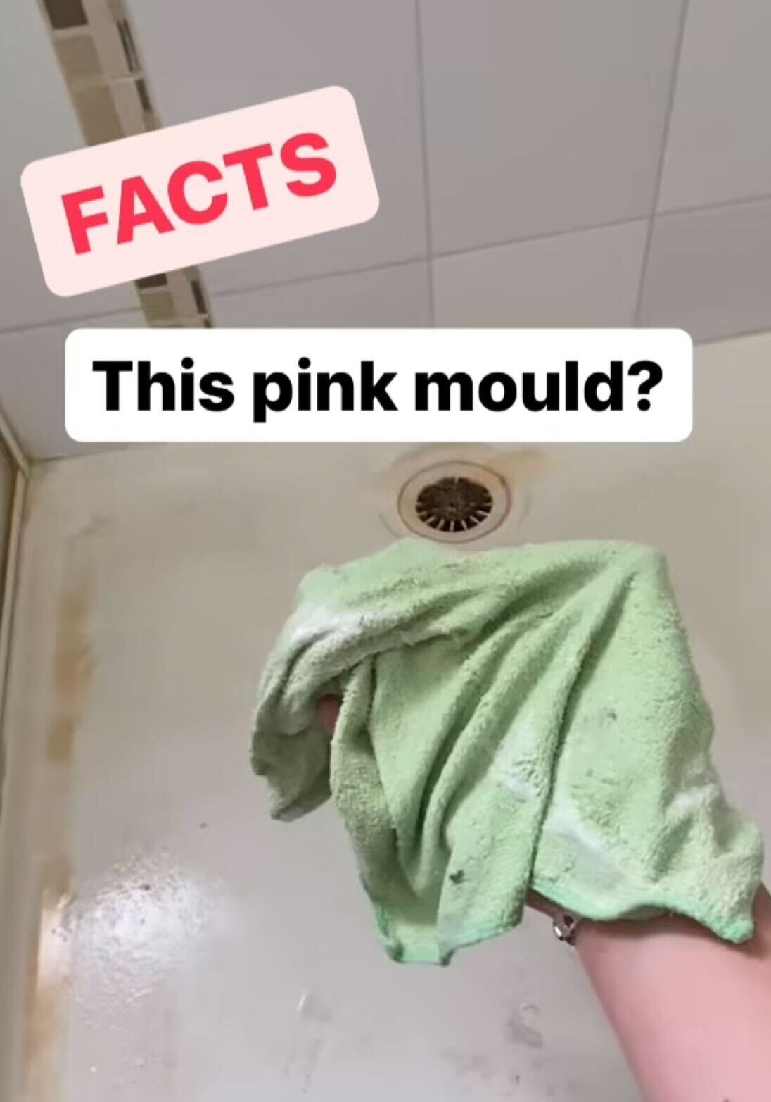 pink mould