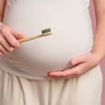 Why are your gums more likely to bleed when pregnant?