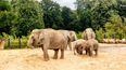 Mums go free to Dublin Zoo with special Mother’s Day offer