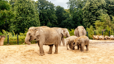 Mums go free to Dublin Zoo with special Mother’s Day offer