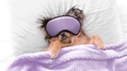 Science says people who let their dogs sleep in their bed are happier