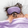 Science says people who let their dogs sleep in their bed are happier