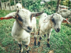 Mayo’s must-see animal attractions for your next short break