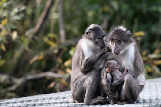 Dads go free at Dublin Zoo this father's day