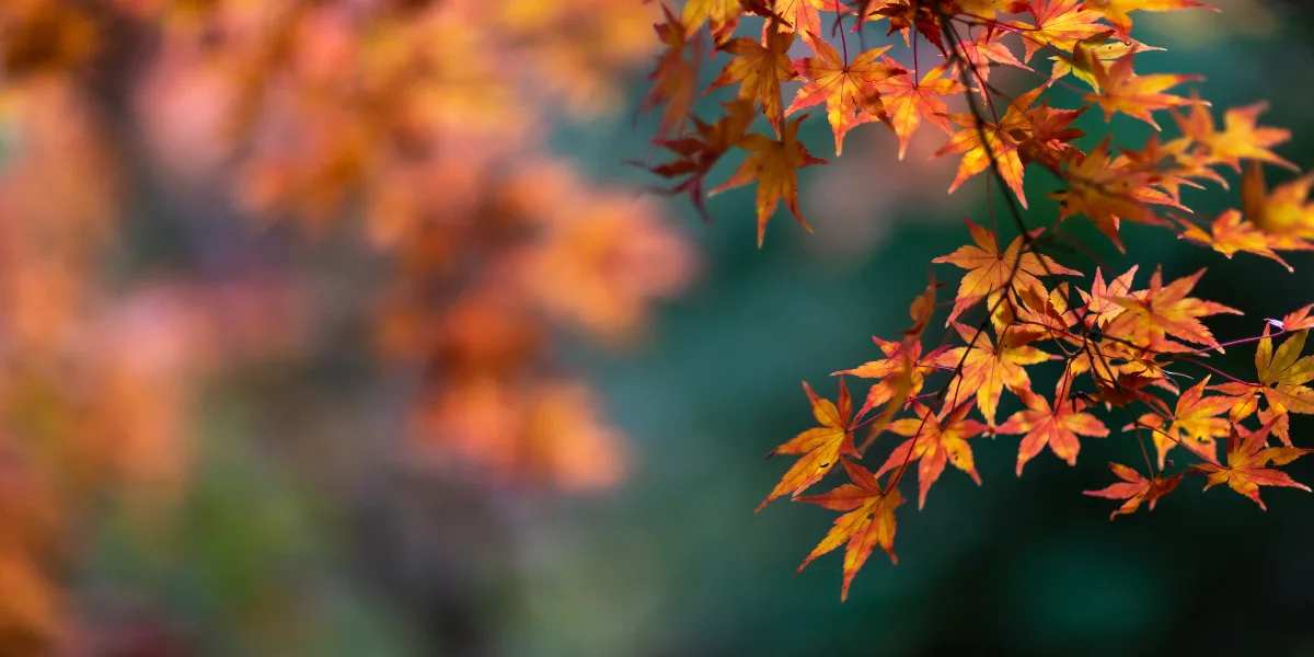 Expert reveals the one nutrient our kids need to eat more of in the autumn
