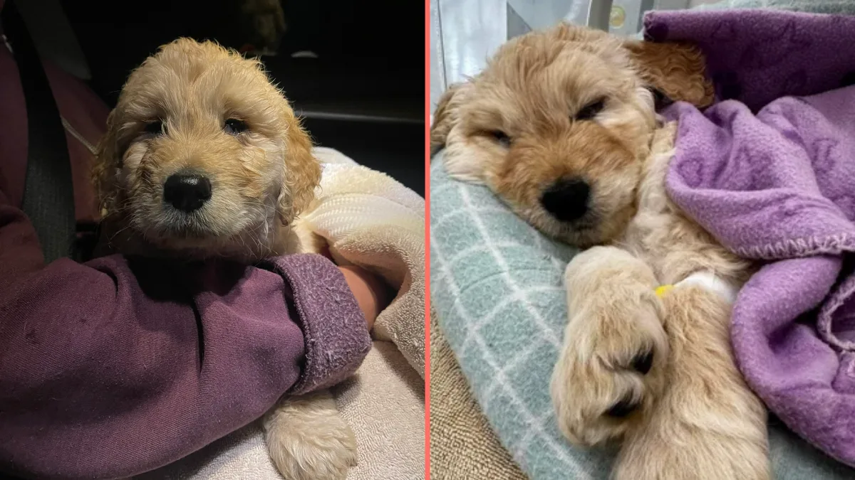 Vet praised for response after 7-week-old puppy is brought in to be euthanised