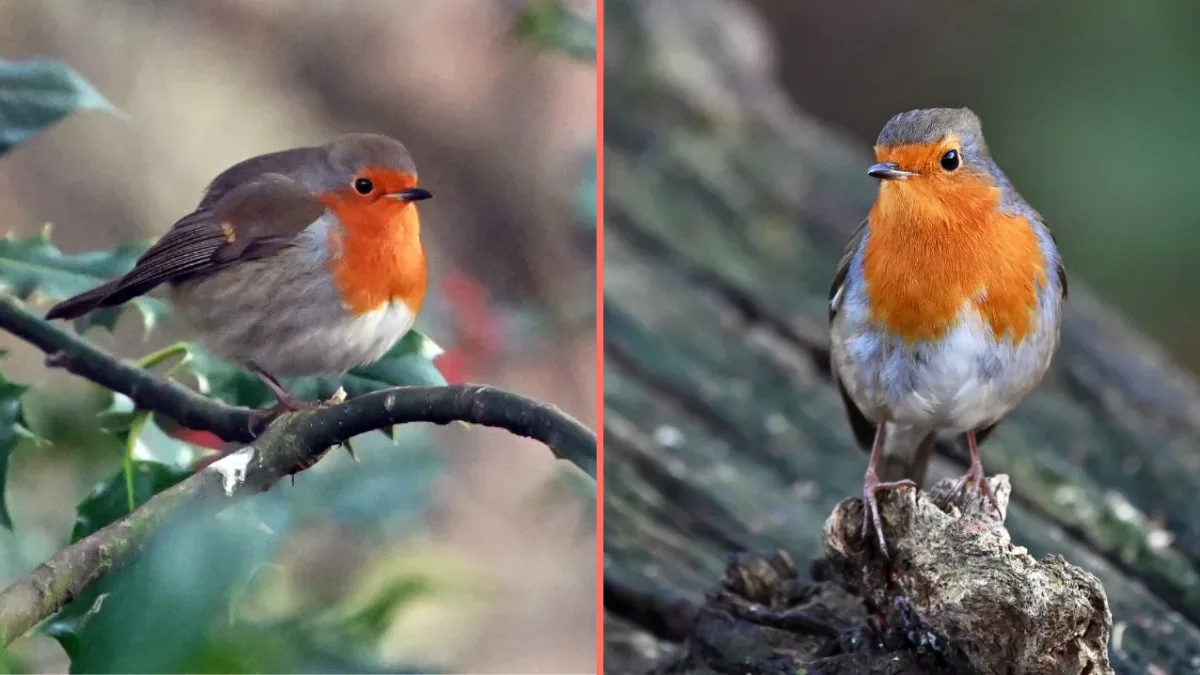 People urged to take action if they see robins in their garden this winter