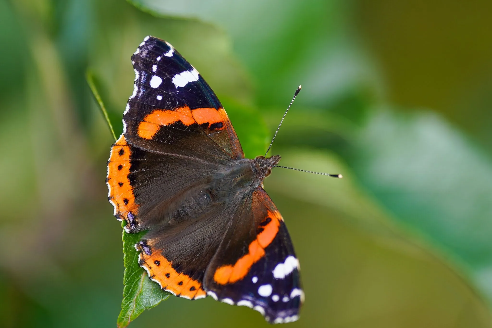 Teen dies after injecting himself with dead butterfly for ‘online challenge’