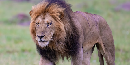 Girl, 14, killed by lion after being snatched from residential compound