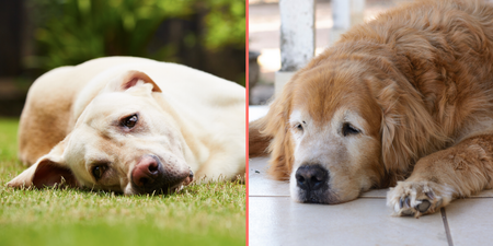Best ways to keep your dogs cool in hot weather as experts issue warning