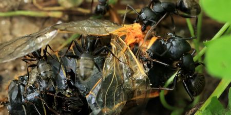 Experts warn flying ant day could be worse than ever this year