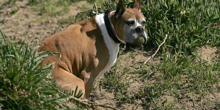 Heartbreaking reason your dog looks at you while they’re having a poo
