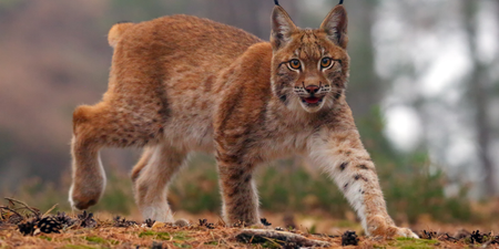 Zoo asks people to donate unwanted pets so it can feed its predators
